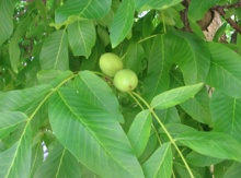 Image for Walnut, Northern (Persian)