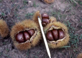 Chestnut Image
