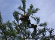 Image for Pine Nut Trees