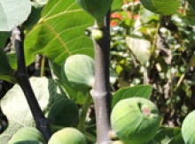 Image for Fig Trees