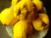 'Giant of Zagreb' Quince Graft Image