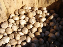 Shagbark Hickory Nuts in-shell Image
