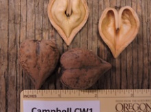 'Campbell CW1' Heartnut Graft on heartnut Image