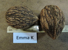 'Emma K' Black Walnut Graft Image
