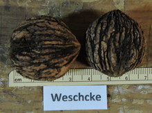 'Weschcke' Black Walnut Graft Image
