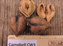 'Campbell CW3' Heartnut Graft on heartnut Image