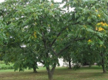 Image for Nut Trees