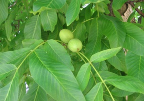 Walnut, Northern (Persian) Image