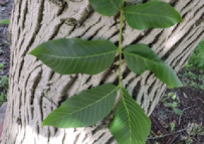 Walnut, Northern (Persian) Image