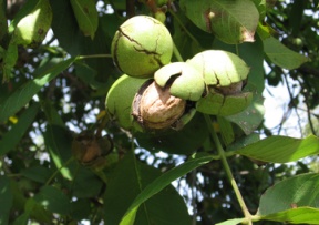 Walnut, Northern (Persian) Image