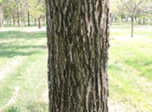 Image for Black Walnut