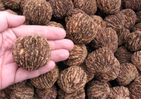 Black Walnut Image