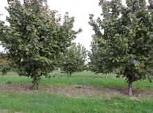 Image for Hazelnut