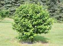 Image for Hazelnut Hybrids, Northern