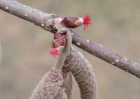 Hazelnut Hybrids, Northern Image