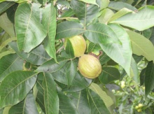Image for Hickory & Hican
