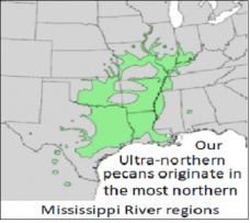 Pecan, Ultra Northern Image