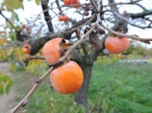 Image for Fruiting Trees