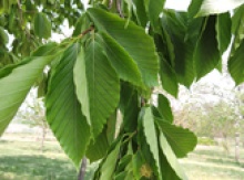 Image for Beech