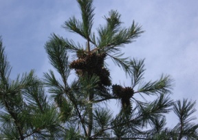 Pine Nut Trees Image