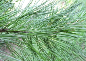 Pine Nut Trees Image