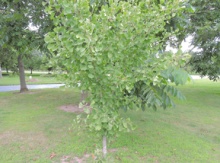 Image for Ginkgo