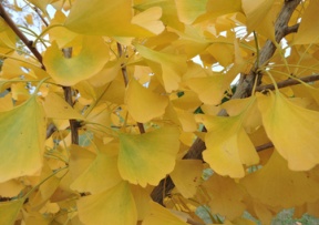 Ginkgo Image