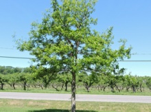 Image for Oak
