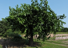 Mulberry Image