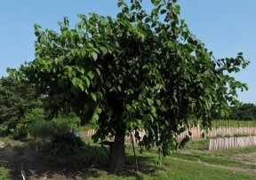Mulberry Image