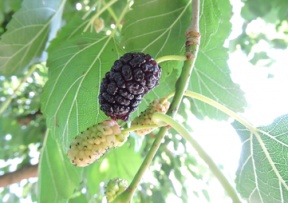 Mulberry Image