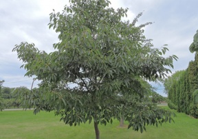 American Persimmon Image