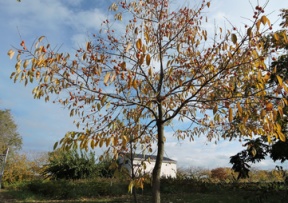 American Persimmon Image