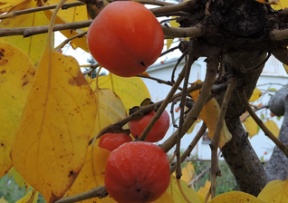 American Persimmon Image