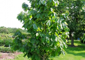 Pawpaw Trees Image