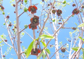 Pawpaw Trees Image