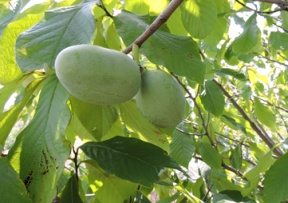 Pawpaw Trees Image