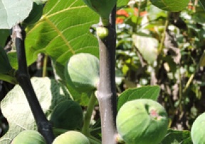 Fig Trees Image