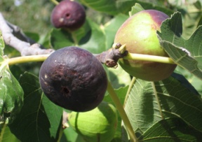 Fig Trees Image