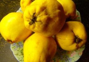 Quince Image