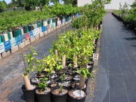 POTTED Trees Image