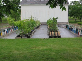 POTTED Trees Image