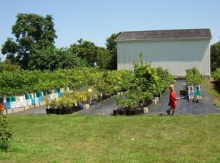 Image for Potted Trees