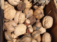 Image for Nuts To Eat