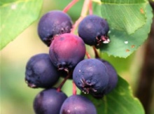 Image for Small Fruits