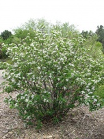 Aronia Berry Image