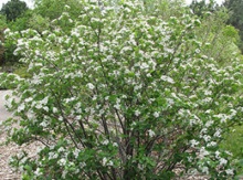 Image for Aronia Berry