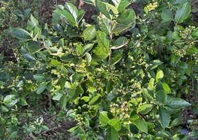 Aronia Berry Image