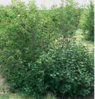 Saskatoon Berry Image