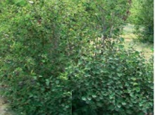 Image for Saskatoon Berry